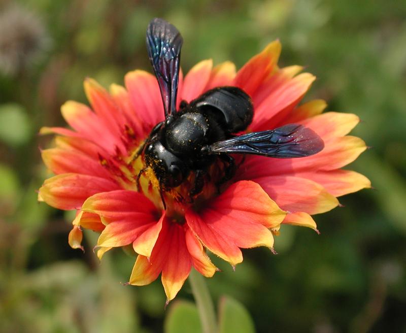 Black Bee-by Steven Spach.jpg