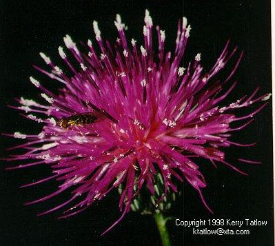 Black Fly On Centaurea flower-by Kerry Tatlow.jpg