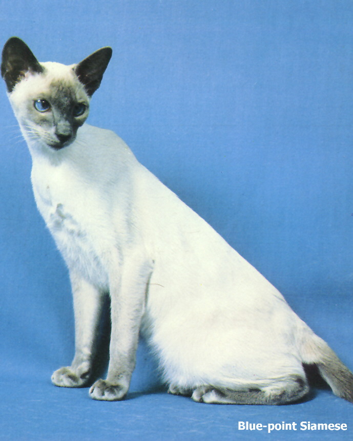 Blue-point Siamese House Cat-by Roy Cutts.jpg