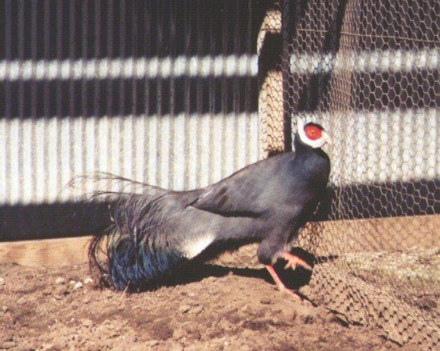 Blue Eared Pheasant-in cage-by Dan Cowell.jpg