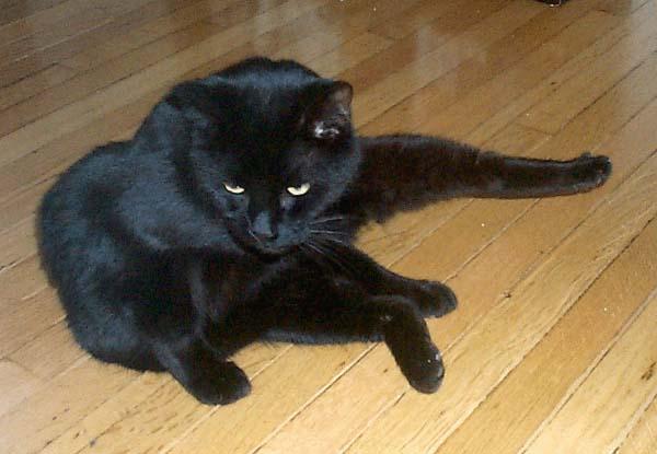 Bran-2-Black House Cat-by Gary Gause.jpg