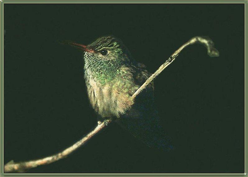 Buff-belliedHummingbird 01.jpg