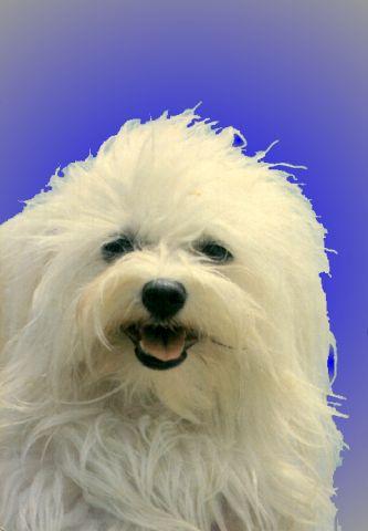Buster 001-White Maltese Dog-closeup-by Bill Kidd.jpg
