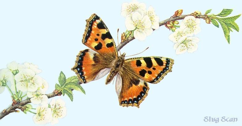 Butterfly01-Art by Hermann Fey-Scan by Reiner Richter.jpg