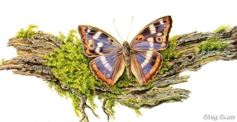 Butterfly02-Art by Hermann Fey-Scan by Reiner Richter.jpg