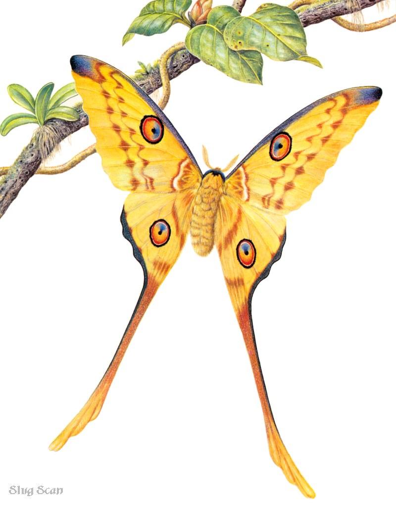 Butterfly08-Moth-Art by Hermann Fey-Scan by Reiner Richter.jpg