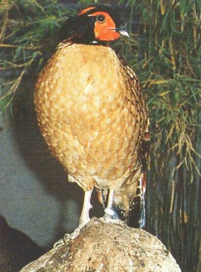 Cabots Tragopan Pheasant 02-on rock-by Dan Cowell.jpg