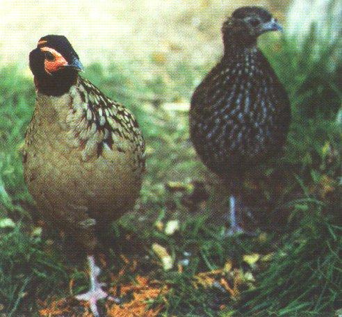 Cabots Tragopan Pheasant 03-pair walks-by Dan Cowell.jpg