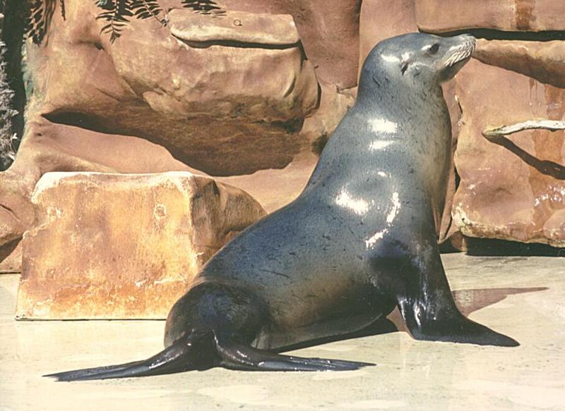 California Sea lion-San Diego Sea World-by Ralf Schmode.jpg