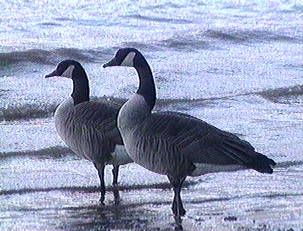 Canada Goose-geese pair-by Steve McDonald.jpg