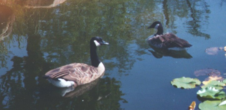 Canada goose-pair in pond-by Dan Cowell.jpg