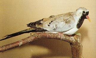 Cape Dove-perching on branch-by Dan Cowell.jpg