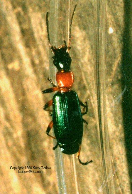Carabid 1-Red-necked Ground Beetle-ktatlow@xta.com-by Kerry Tatlow.jpg