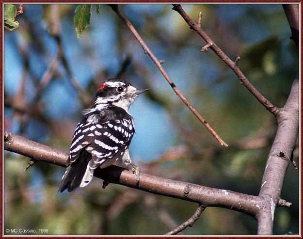 CassinoPhoto-AmericanBird01-Downy Woodpecker-perching on tree.jpg