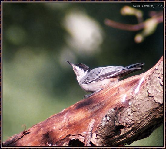 CassinoPhoto-AmericanBird03-White-breasted Nuthatch-perching on trunk.jpg