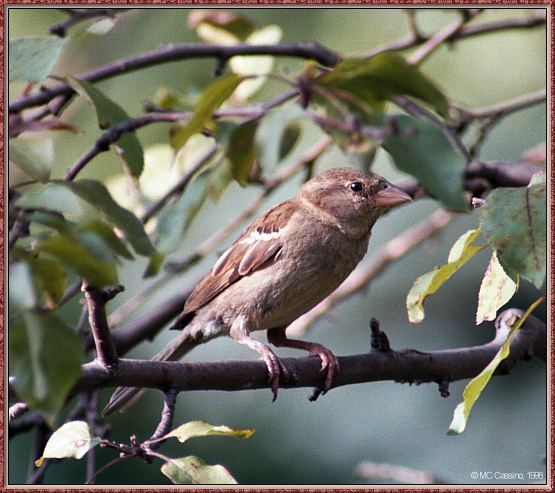 CassinoPhoto-AmericanBird04-House Sparrow-perching on branch-closeup.jpg