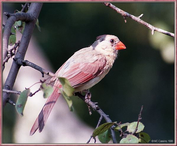 CassinoPhoto-AmericanBird05-Northern Cardinal-female on branch.jpg