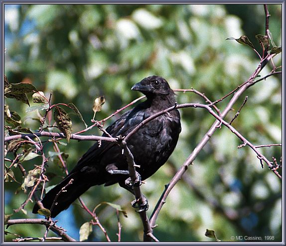 CassinoPhoto-AmericanBird06-American Crow-perching on tree top.jpg