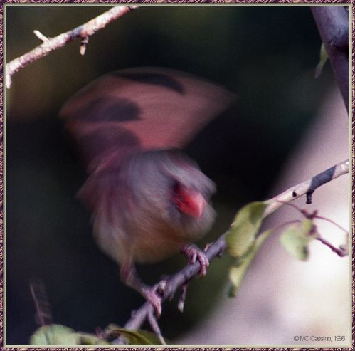 CassinoPhoto-AmericanBird07-Northern Cardinal-female flapping on branch.jpg