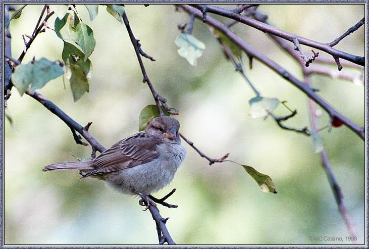 CassinoPhoto-AmericanBird08-House Sparrow-perching on branch.jpg