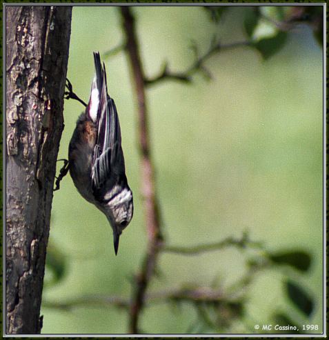 CassinoPhoto-AmericanBird09-Red-breasted Nuthatch-climbing down tree.jpg