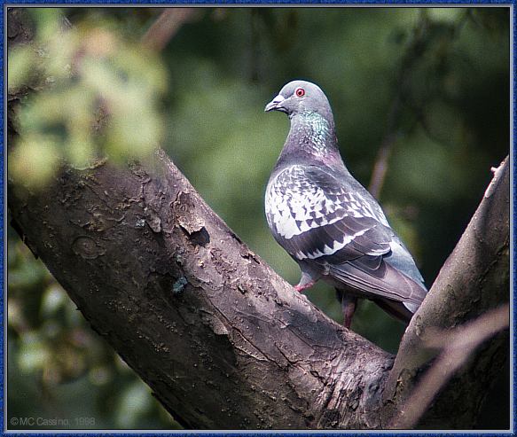 CassinoPhoto-AmericanBird10-Rock Dove-perching on tree.jpg