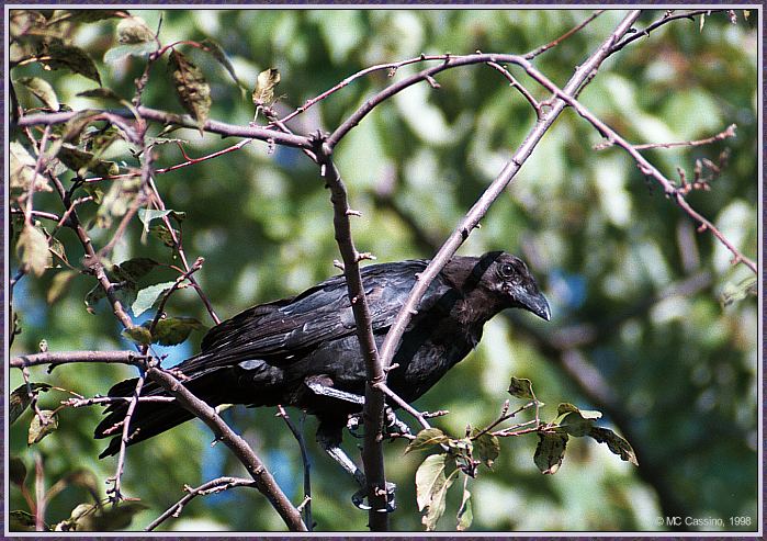CassinoPhoto-AmericanBird11-American Crow-perching on tree.jpg