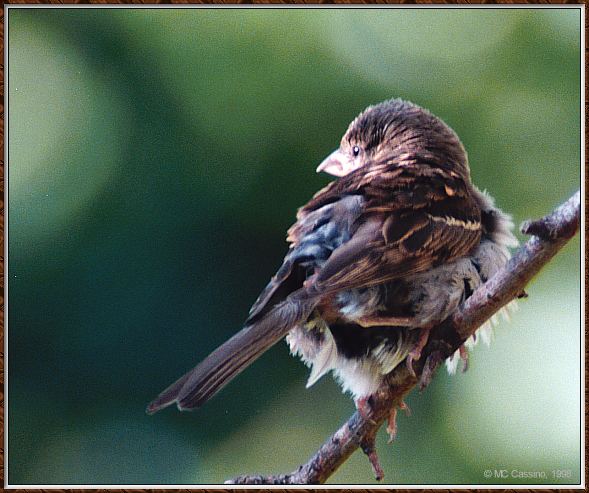CassinoPhoto-AmericanBird12-House Sparrow-juvenile on branch-rear view.jpg