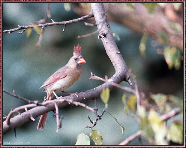 CassinoPhoto-AmericanBird13-Northern Cardinal-female on branch.jpg