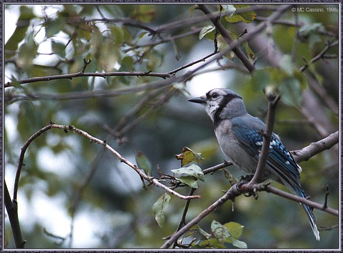 CassinoPhoto-AmericanBird14-Blue Jay-perching on branch.jpg