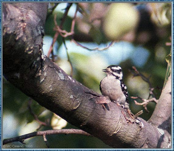 CassinoPhoto-AmericanBird15-Downy Woodpecker-perching on tree.jpg