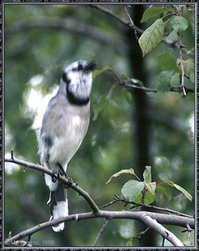 CassinoPhoto-AmericanBird16-Blue Jay-calling on branch.jpg
