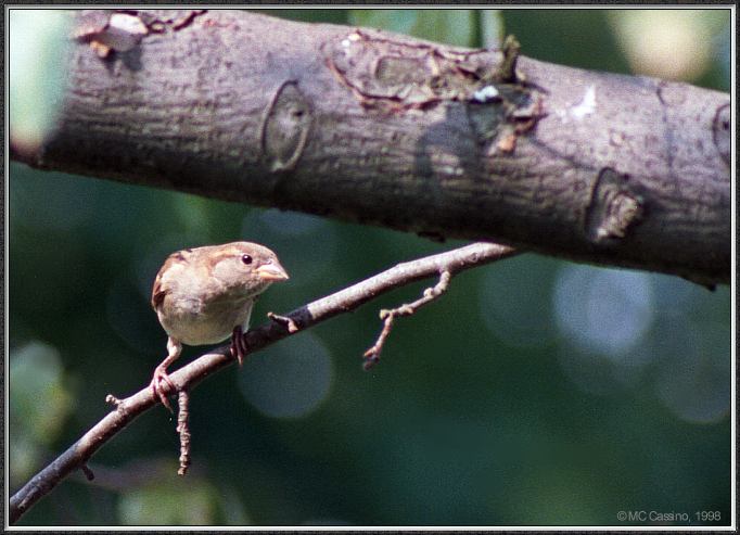CassinoPhoto-AmericanBird17-House Sparrow-looks down on thin branch.jpg