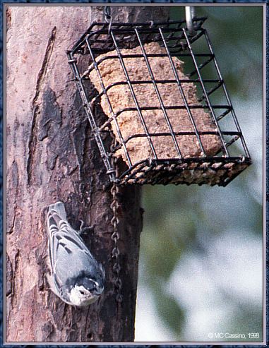 CassinoPhoto-AmericanBird19-White-breasted Nuthatch-down tree with bird feeder.jpg