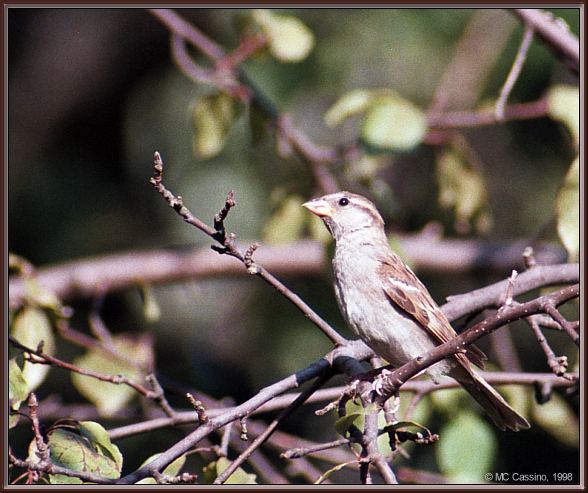 CassinoPhoto-AmericanBird20-House Sparrow-perching on branch.jpg
