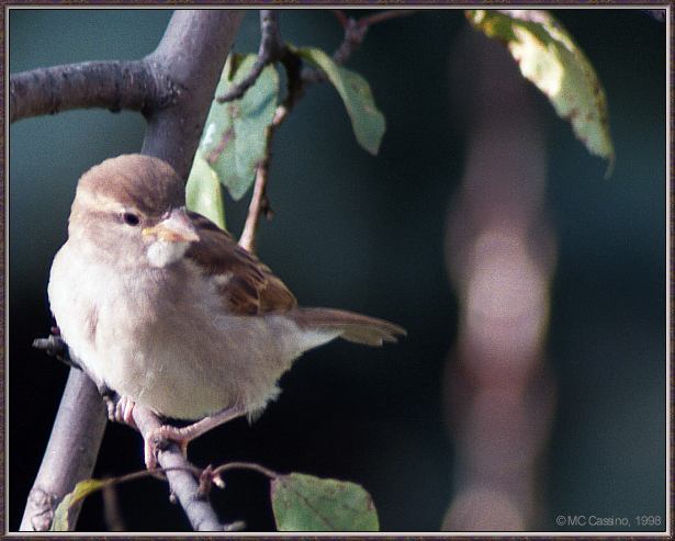 CassinoPhoto-AmericanBird22-House Sparrow-perching on branch-closeup.jpg
