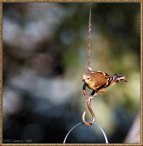 CassinoPhoto-AmericanBird23-American Goldfinch-perching on rope of feeder.jpg