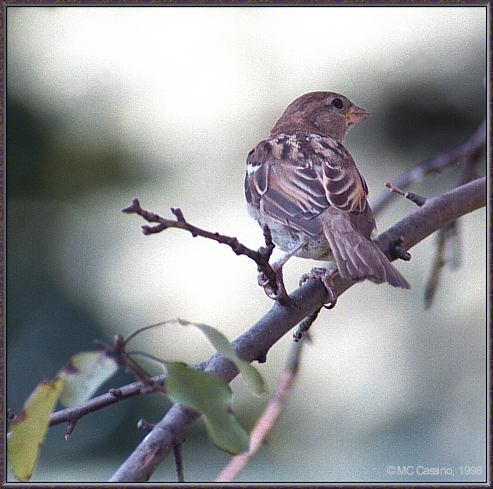 CassinoPhoto-AmericanBird24-House Sparrow-perching on branch-rear view.jpg