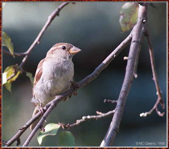 CassinoPhoto-AmericanBird25-House Sparrow-perching on branch-closeup.jpg