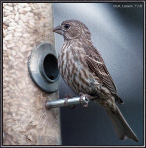 CassinoPhoto-AmericanBird26-House Finch-female on bird feeder.jpg