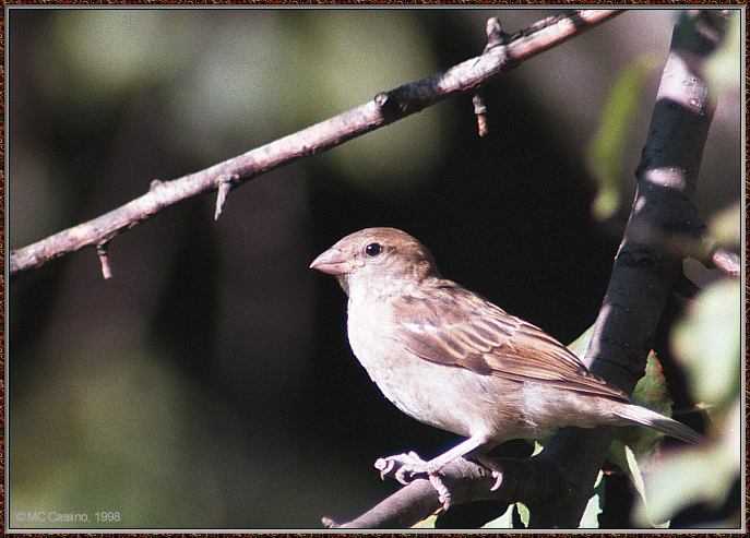 CassinoPhoto-AmericanBird27-House Sparrow-perching on branch.jpg