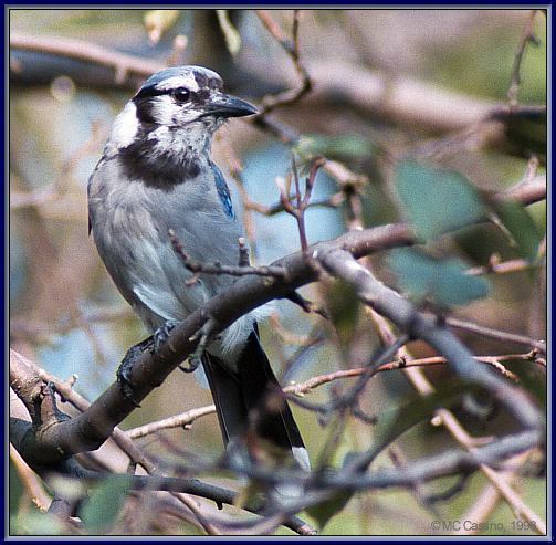 CassinoPhoto-AmericanBird28-Blue Jay-old one perching on branch.jpg
