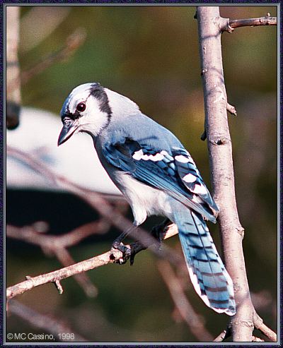 CassinoPhoto-BlueJay980926a-perching on branch.jpg