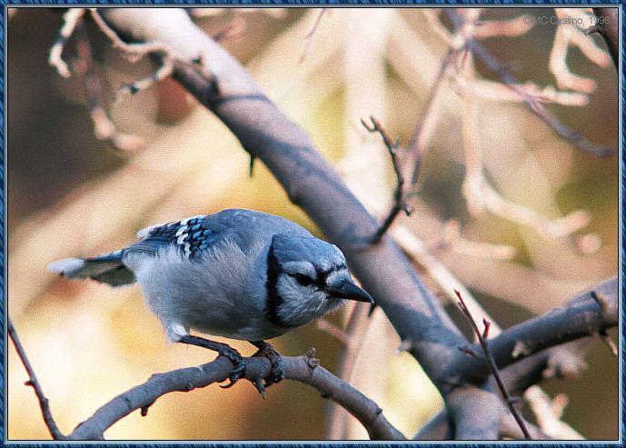 CassinoPhoto-BlueJay981001a-perching on branch.jpg