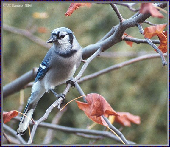 CassinoPhoto-BlueJay981114-perching on branch.jpg