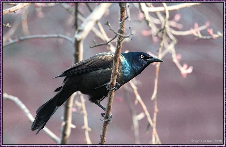 CassinoPhoto-CommonGrackle01-Perching on branch.jpg