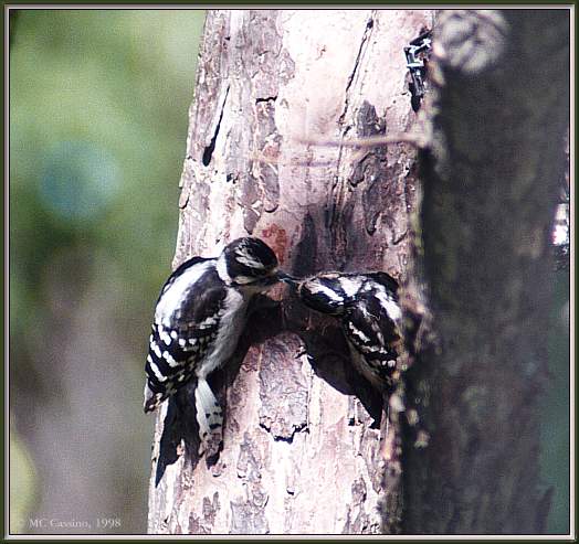 CassinoPhoto-DownyWoodpecker02-Pair making tree hole.jpg