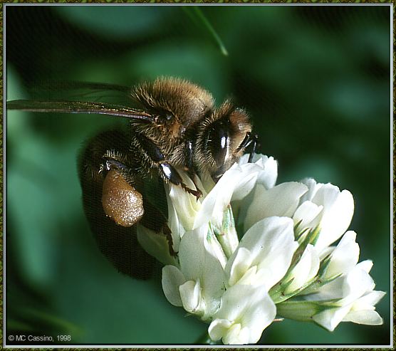 CassinoPhoto-Insect01-Honeybee-sipping nectar on white flower.jpg