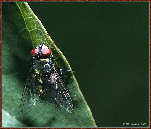 CassinoPhoto-Insect02-Blow Fly-hanging under leaf-closeup.jpg