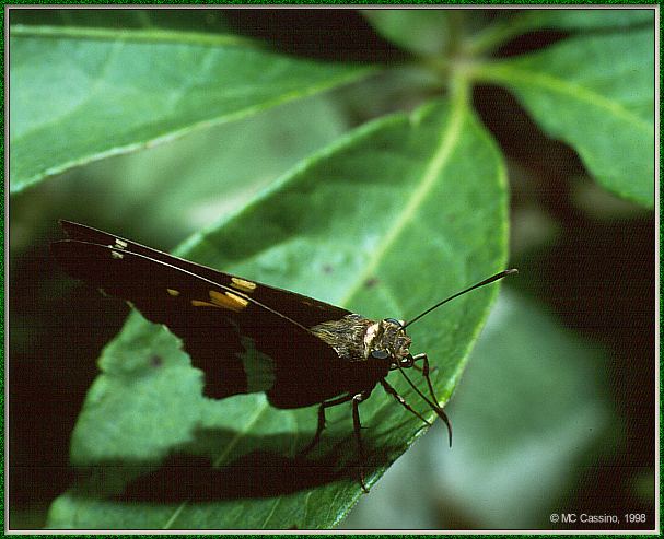 CassinoPhoto-Insect03-Silver Skipper Butterfly-sitting on leaf.jpg